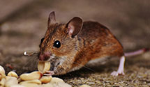 24 Hour & Emergency Exterminators in Brantford, ND